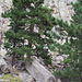 Devils Tower National Monument, WY (0536)