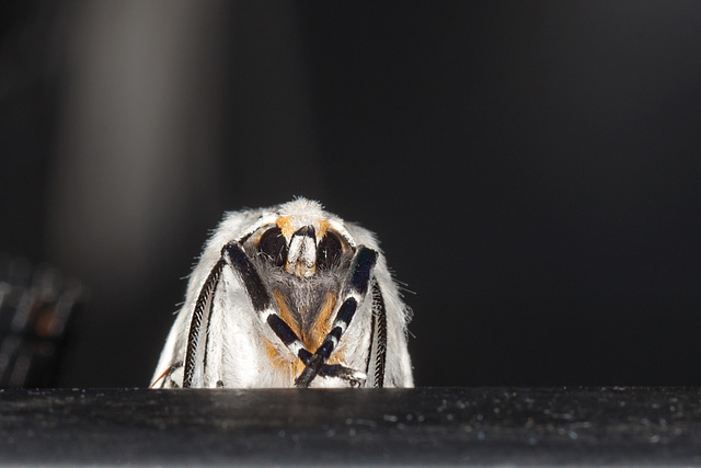 Gangsta Clio Tiger Moth Strikes a Pose