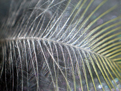 Feather of a 'blue tit'.