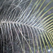 Feather of a 'blue tit'.