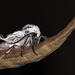 Newly Emerged Clio Tiger Moth on Milkweed Pod