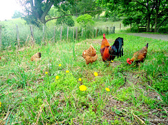 Rooster and his hens