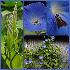Morning Glory with Common Roadside-Skipper (Amblyscirtes vialis) Collage