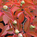 Stewartia pseudocamellia or Japanese Stewartia