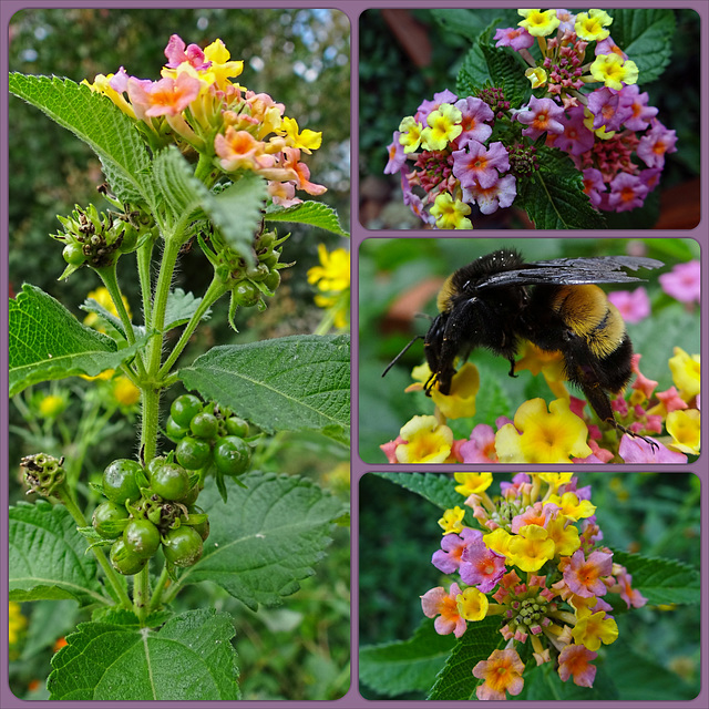 Lantana Collage with Bumble Bee