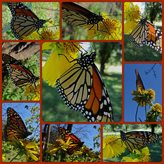 Monarch butterfly (Danaus plexippus) 30-9-2013 Collage 2
