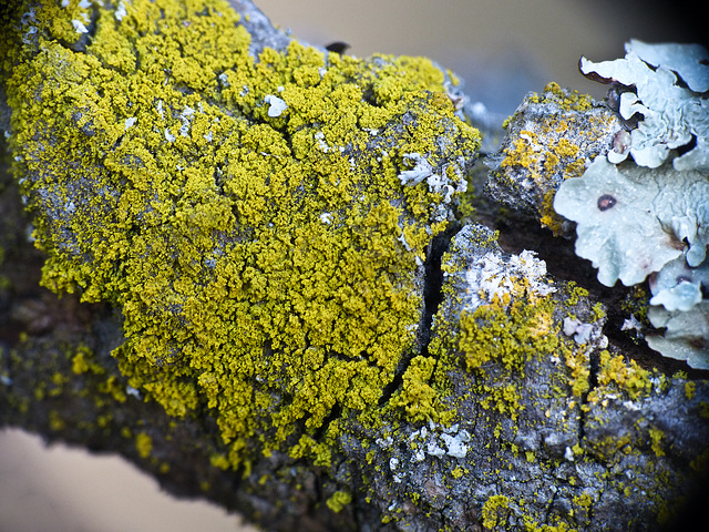 Candleflame lichen / Candelaria concolor