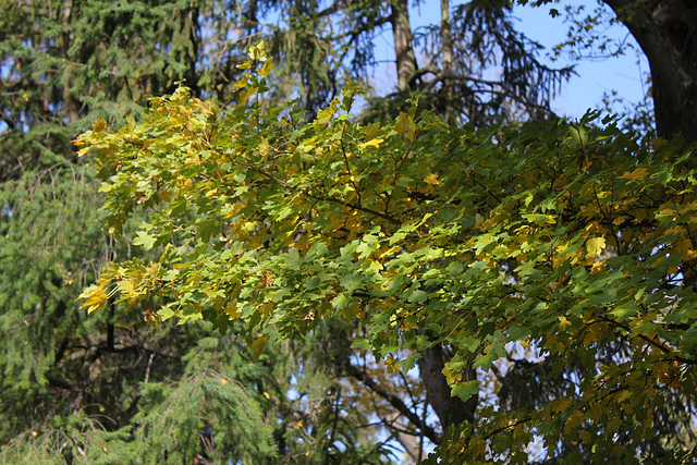 Acer campestre (2)