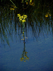 Reflection - Yellow flowers
