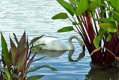 Swan reflected
