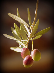 ...les olives de Provence...