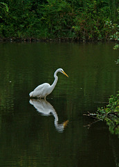 Reflection - Great egret