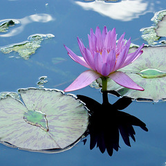 Waterlily with reflection