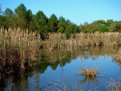 Wetland reflection