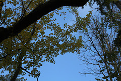 Acer campestre (8)