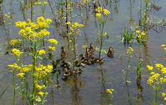 Ducklings swimming among flowers