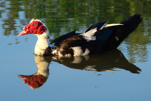 Muscovy Duck reflected