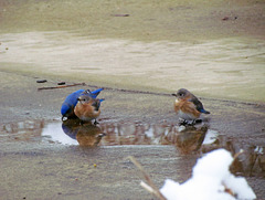 Bluebirds drinking