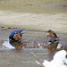 Bluebirds drinking