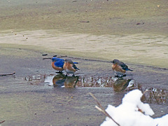 Bluebirds at a puddle
