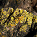 Lichen Covered Rock on Dhoon Beach