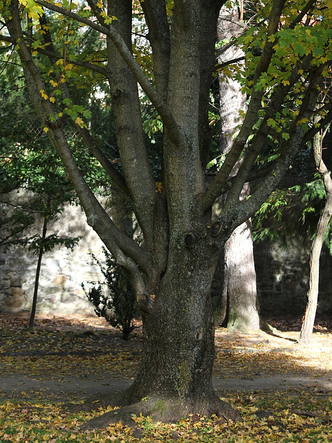 Acer campestre (13)
