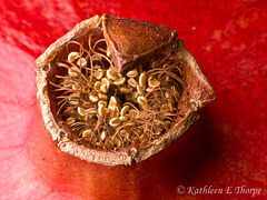 Pomegranate Macro 101713