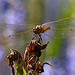 Dragonfly and bokeh