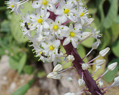 Sea squill with tiny bees
