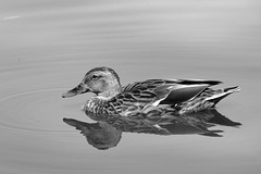 Duck in Black and White