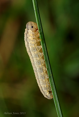 Sawfly  Larva