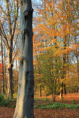 Dans le parc de Tiergarten, tronc de hêtre (Fagus sylvatica) - Berlin (Allemagne)