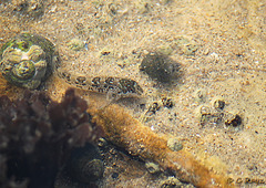 Shanny Fish Lipophys pholis