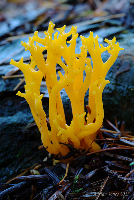 Calocera viscosa (Yellow Stagshorn Fungus)