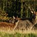 Red Deer in Lyme Park