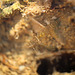 Rockpool Prawn Palaemon elegans