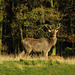 Red Deer in Lyme Park