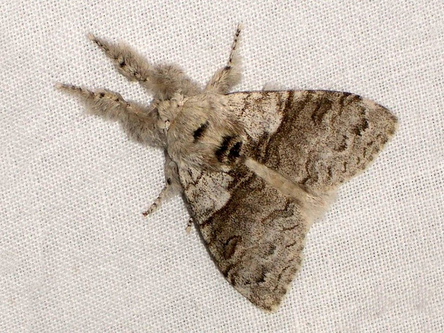 2028 Calliteara pudibunda (Pale Tussock) Male