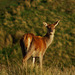 Red Deer at Lyme Park