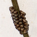 1643 Saturnia pavonia (Emperor Moth) Eggs
