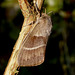 1638 Macrothylacia rubi (Fox Moth)