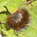 1638 Macrothylacia rubi (Fox Moth)