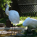 Whooping Cranes