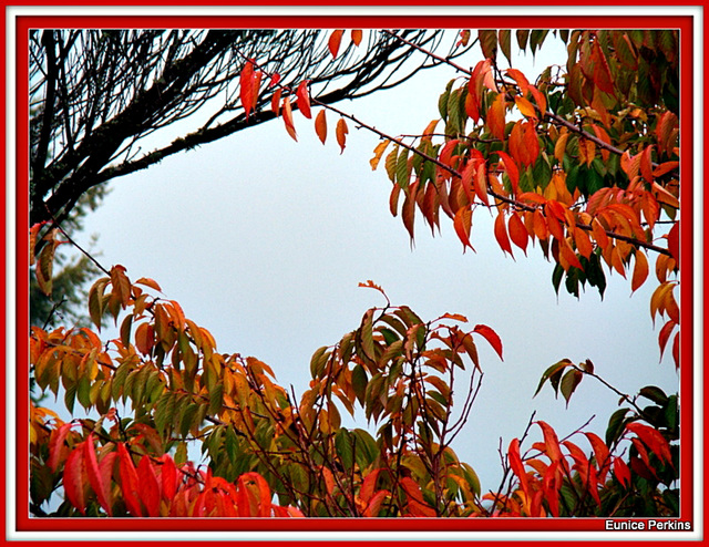 Frame of Autumn Leaves.