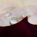 Droplets on Rose Petal in Color