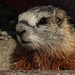 Young Yellow-bellied Marmot