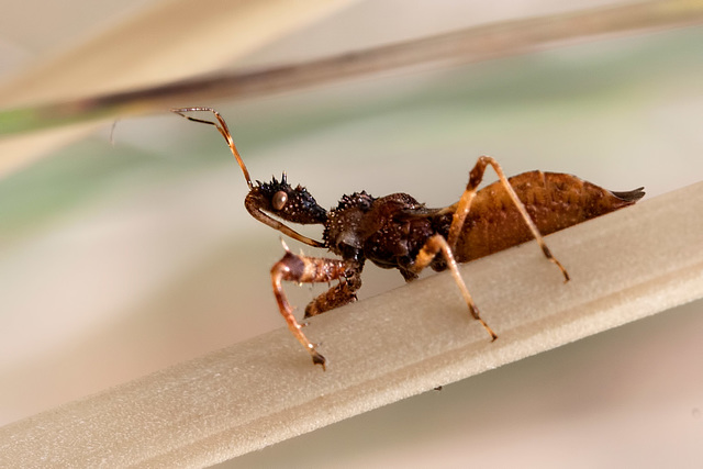 Say Hello to the Alien-Looking Assassin Bug!