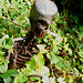 Skeleton in the Bushes