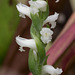 Spiranthes cernua (Nodding Ladies'-tresses orchid) in the Bog Garden