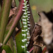 Spiranthes cernua (Nodding Ladies'-tresses orchid) in the Bog Garden